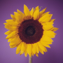 Sunflower, Helianthus annuus.