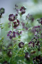 Geranium, Mourning widow, Geranium phaeum.