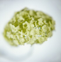 Guelder Rose, Viburnum opulus.