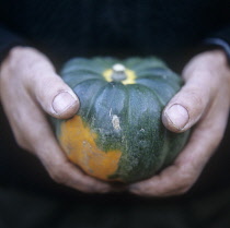 Squash, Cucurbita pepo.