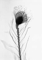 Pincushion, Leucospermum.