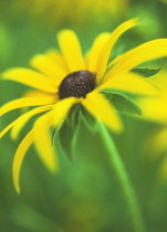 Coneflower, Black-eyed Susan, Rudbeckia fulgida 'Goldsturm'.