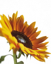 Sunflower, Helianthus annuus.