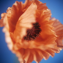 Poppy, Papaver.