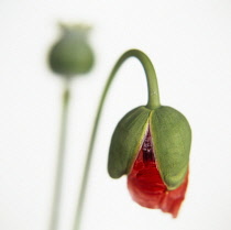 Poppy, Opium poppy, Papaver somniferum.