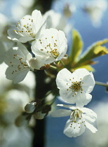 Blackthorn, Sloe, Prunus spinosa.