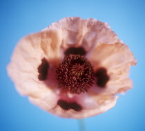 Poppy, Oriental poppy, Papaver orientale 'Princess victoria lousie'.