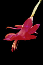 Christmas Cactus, Schlumbergera.