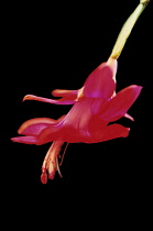 Christmas Cactus, Schlumbergera.