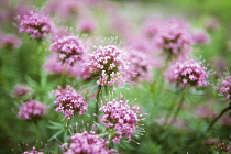 Valerian, Common valerian, Valerian officinalis.