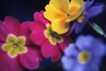 Primrose, Primula, Primula 'Joker Series'.