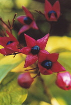 Glorytree, Clerodendrum thrichotomum fargesii.