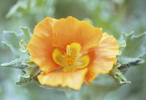 Yellow Horned Poppy, Glaucum flavum.
