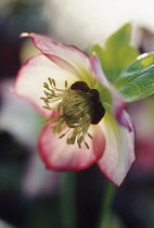 Hellebore, Helleborus hybridus.