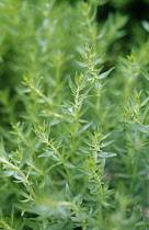 Hyssop, Hyssopus officinalis.