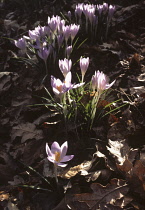 Crocus, Crocus vernus 'Purpureus grandiflorus'.