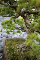 Japanese White Pine, Pinus parviflora.