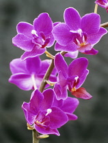 Orchid, Doritaenopsis taisuco ruby.