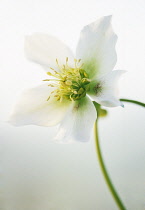 Hellebore, Helleborus niger hybrid.