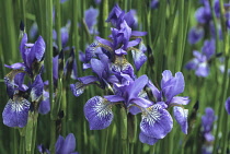 Iris, Siberian iris, Iris sibirica.