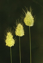 Hare's tail, Lagurus ovatus.