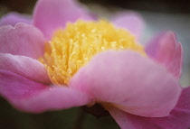 Peony, Paeonia 'Globe of light'.