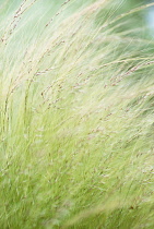 Stipatenuissima, Mexican feather grass, Nasella tenuissima.