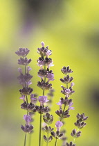 Lavender, Lavandula augustifolia.