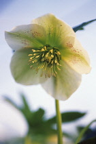 Hellebore, Helleborus hybridus.