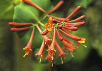 Honeysuckle, Lonicera brownii 'Dropmore scarlet'.