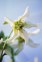 Hellebore, Helleborus niger 'Bradfield star white'.