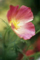 Poppy, Californian poppy, Eschscholzia 'Champagne & Roses'.