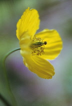 Poppy, Welsh poppy, Meconopsis cambrica.