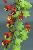 Nasturtium, Tropaeolum.