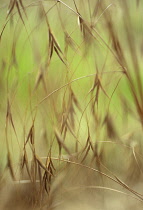 Golden oats, Stipa gigantea.