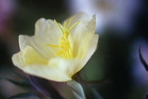 Evening Primrose, Oenothera 'Lemon sunset'.