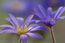 Anemone, Anemone blanda.