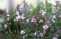 Gaura, Gaura lindheimeri 'Cherry Brandy'.