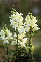 Snapdragon, Antirrhinum 'Royal bride'.