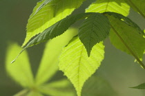 Horse Chestnut, Aesculus hippocastanum.