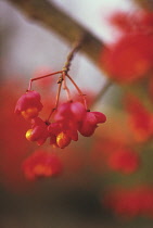 Spindle Tree, Euonymus europaeus.