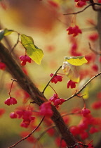 Spindle Tree, Euonymus europaeus.