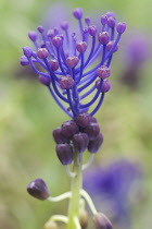 Grape Hyacinth, Muscari comosum.