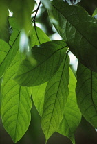 Cocoa bean, Theobroma cacao.