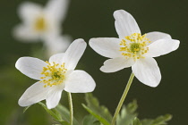 Anemone, Wood anemone, Anemone nemorosa.