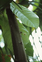 Cocoa bean, Theobroma cacao.