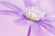 Anemone, Anemone blanda.