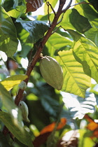 Cocoa bean, Theobroma cacao.
