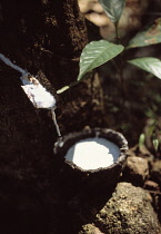 Rubber plant, Ficus elastica.