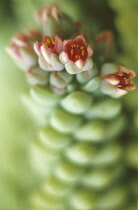 Sedum, Ice plant, Sedum.